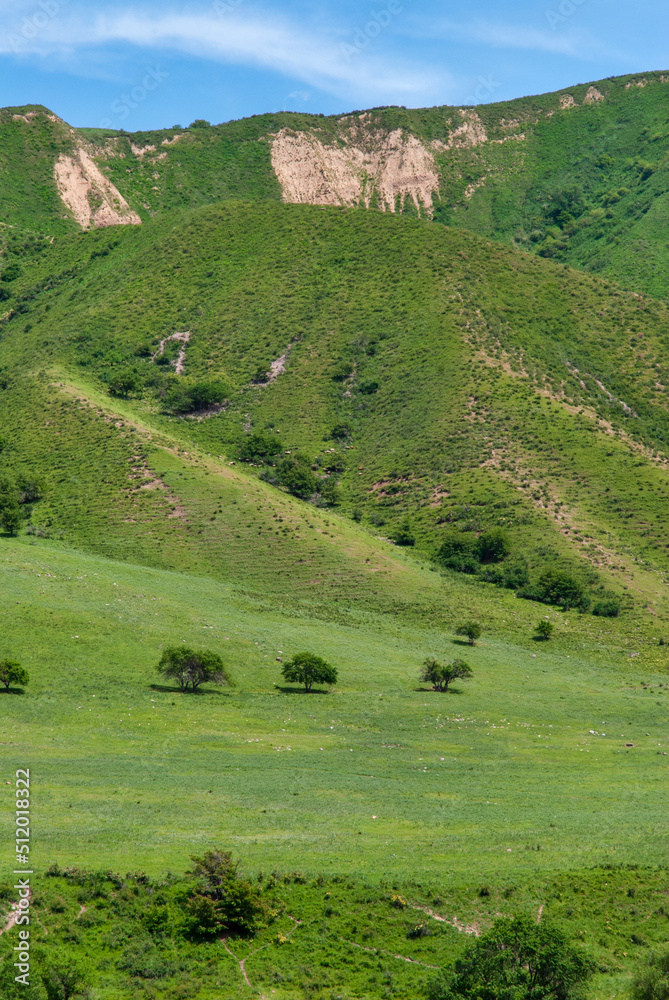 Fototapeta premium landscape with hills