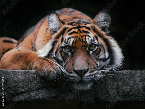 Sumatran tiger in Australian Zoo
