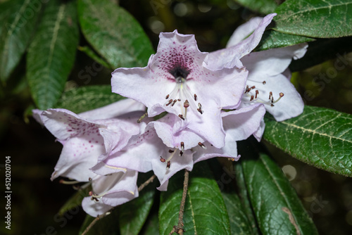 Rhododendron floribundum photo
