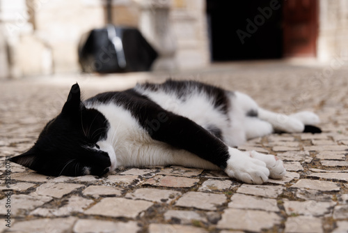 A black and white cat asleep on a cobblestone floor