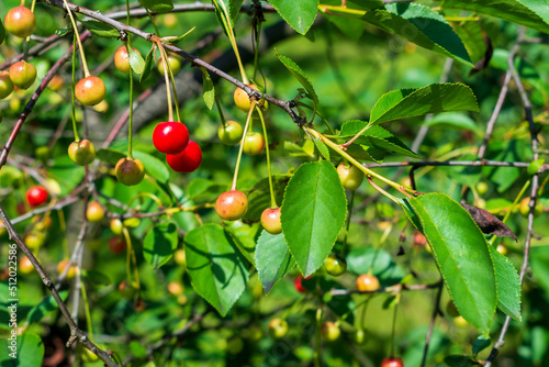 Dark red, orange, yellow and green cherries at different stages of maturity hanging from a green cherry tree in a fruit garden from a polish local farmer on a sunny day in spring or summer