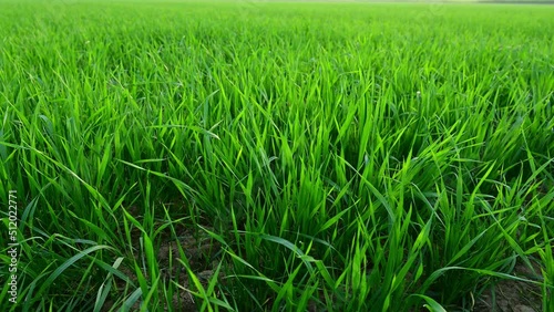 scene of wheat leaves in the field photo