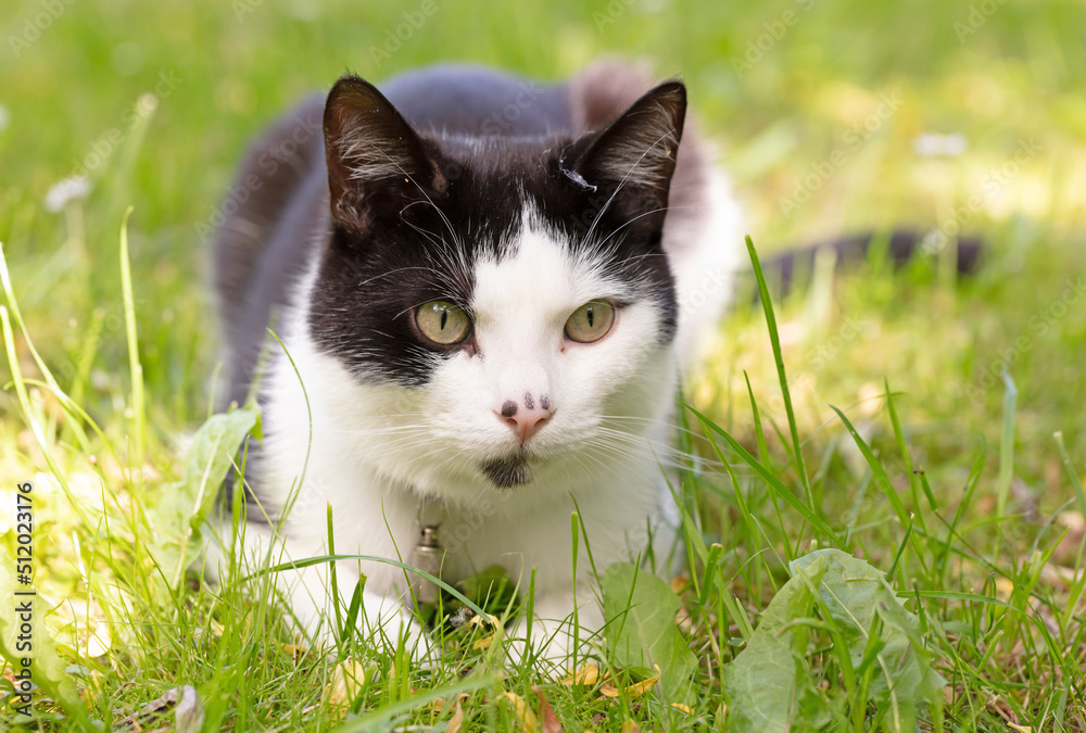 Closeup of a cat sitting on a couch