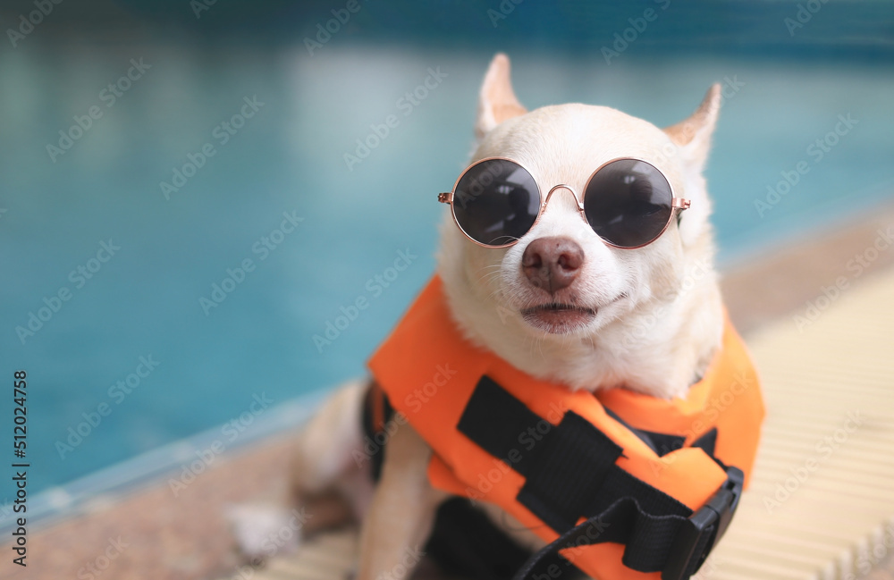 cute brown short hair chihuahua dog wearing sunglasses and  orange life jacket or life vest sitting by swimming pool. Baywatch dog. Pet Water Safety.