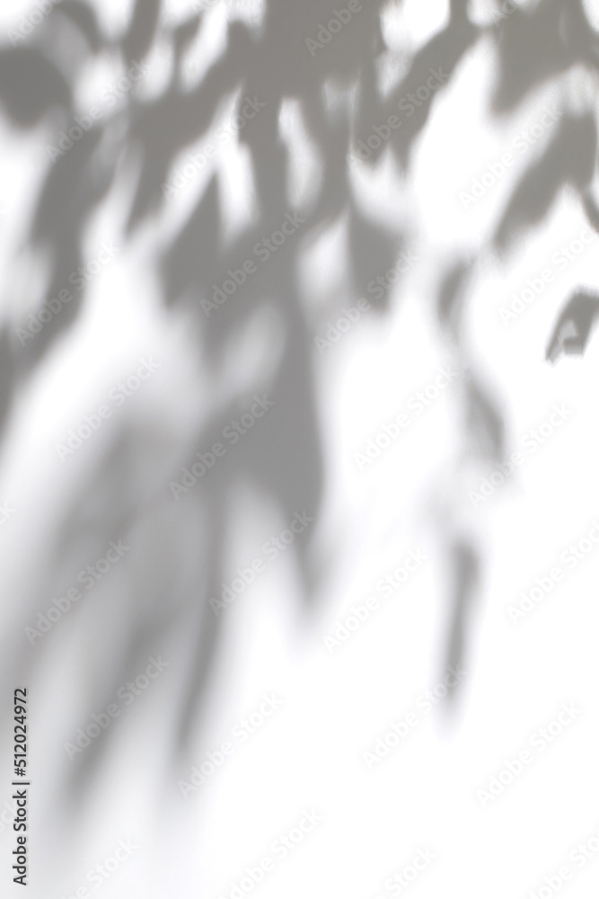 Fototapeta premium Blurred overlay effect for for natural light photo effects. Gray shadows of tree branches on a white textured wall. Abstract neutral plant nature concept background for poster design presentation