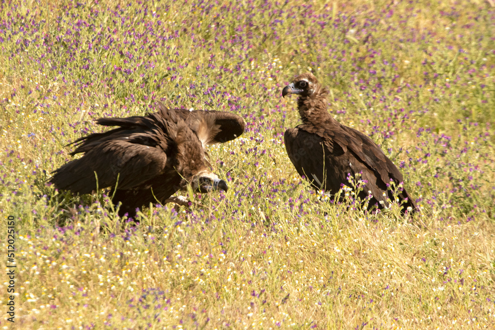 Black vultures in a field full of flowers in spring in a Mediterranean forest with the first light of the day Black vultures in a field full of flowers in spring in a Mediterranean forest with the first light of the day