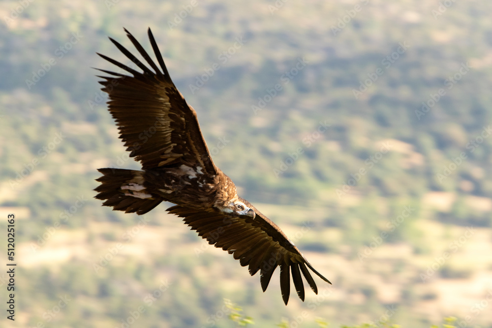Fototapeta premium Black vulture in flight in a Mediterranean forest area with the first light of the morning in spring