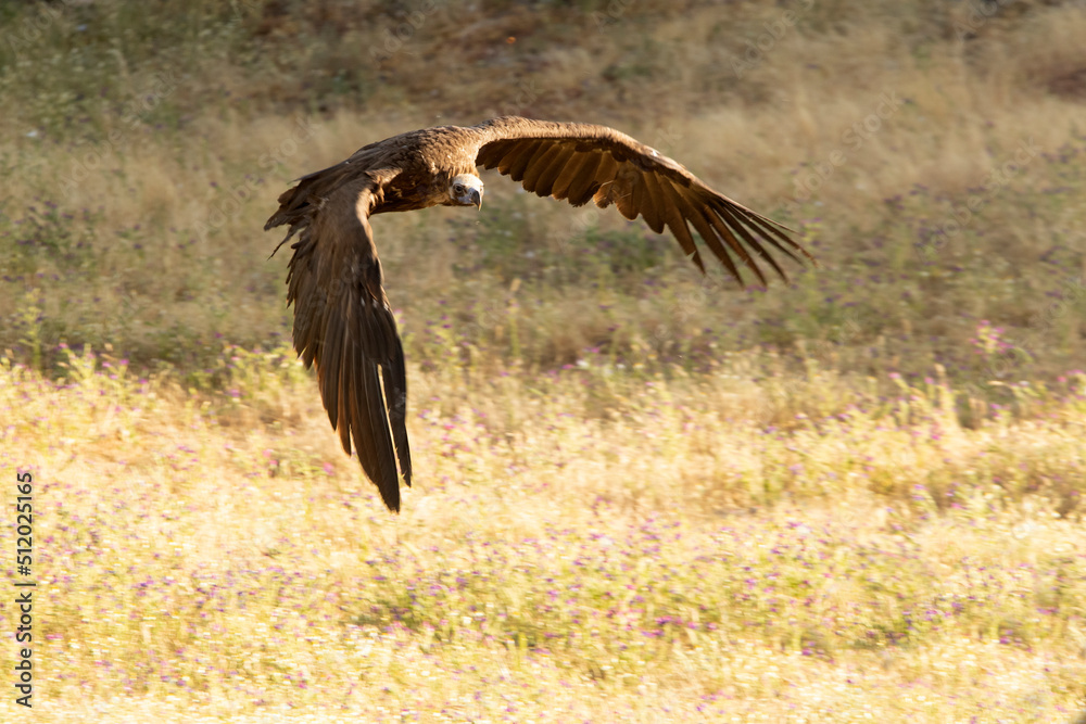 Black vulture in flight in a Mediterranean forest area with the first light of the morning in spring Black vulture in flight in a Mediterranean forest area with the first light of the morning in spring