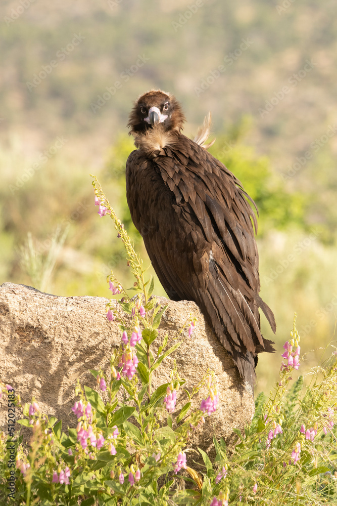 Fototapeta premium Black vulture in a Mediterranean mountain forest with the first light of a spring day