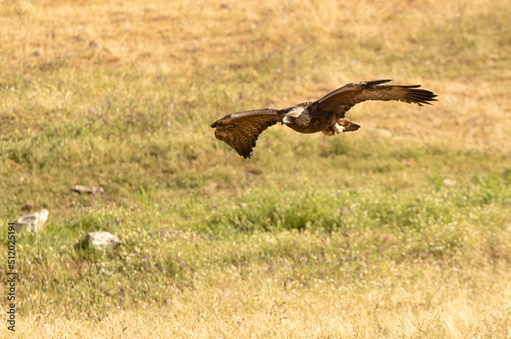 Fototapeta premium Adult male Golden eagle in flight towards his favorite watchtower in his breeding territory with the first light of the morning