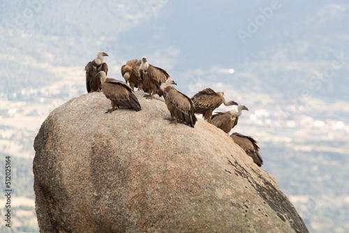 Griffon vultures on a large rock in a Mediterranean mountain forest with the first light of a spring day