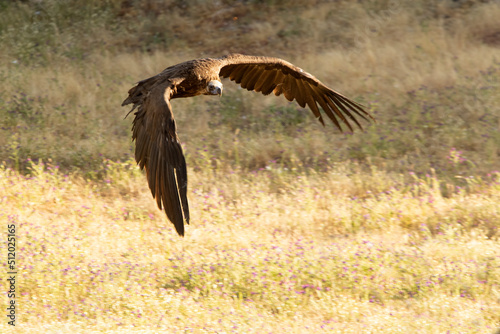 Black vulture in flight in a Mediterranean forest area with the first light of the morning in spring © Jesus