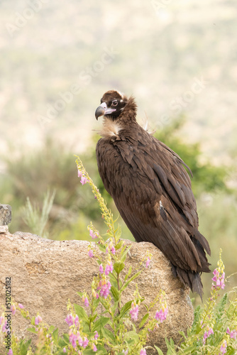 Black vulture in a Mediterranean mountain forest with the first light of a spring day