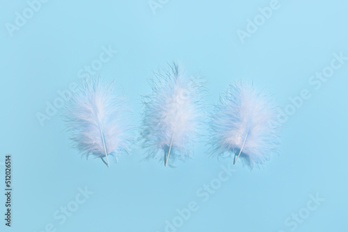 White feathers on blue back...