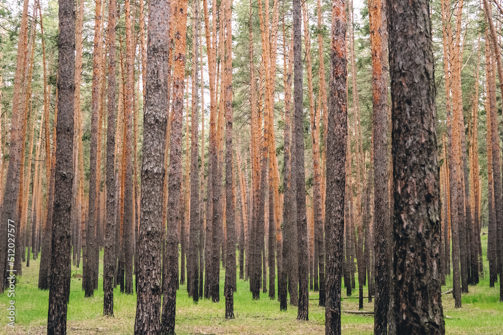 Fototapeta premium Pine forest in summer background.