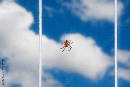 Spider on spider web hanging against clouds photo