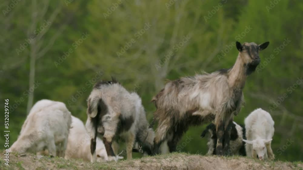goats graze on an elevated lawn goats graze on an elevated lawn