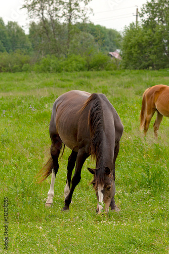 Horses on the field. Pasture. Bay horse.