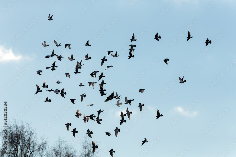 pigeons in flight against the sky