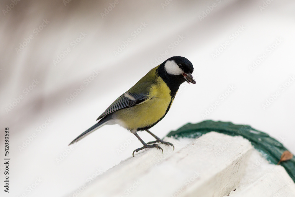 Fototapeta premium portrait of a tit