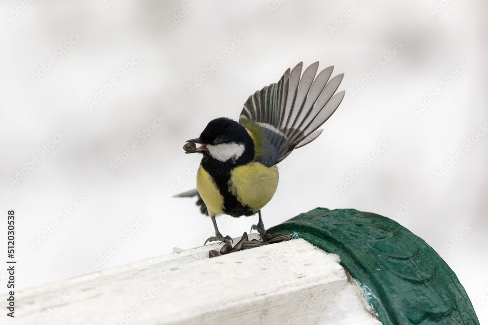 Obraz premium titmouse on a bench