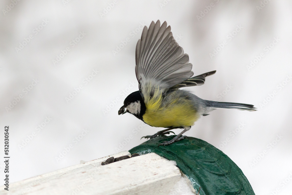 Obraz premium titmouse eats seeds on a bench