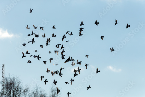 pigeons in flight against the sky