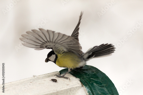 portrait of a tit