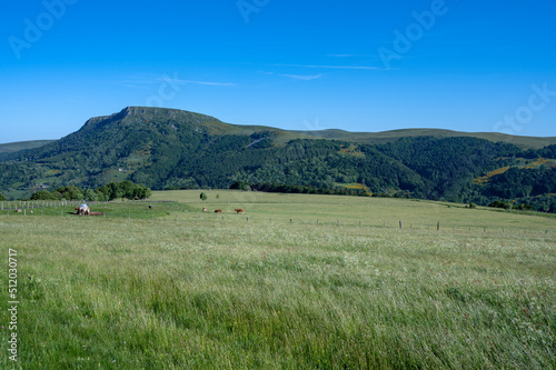 Paysage de printemps en Auvergne dans les Monts Dore et le massif du Sancy en France