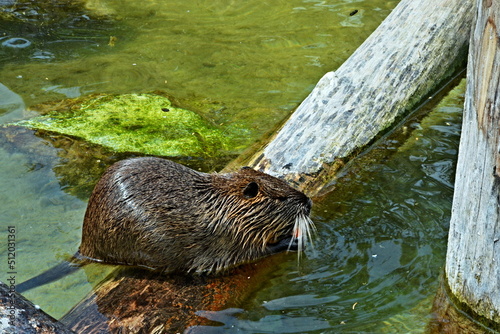 View of a beaver near the water