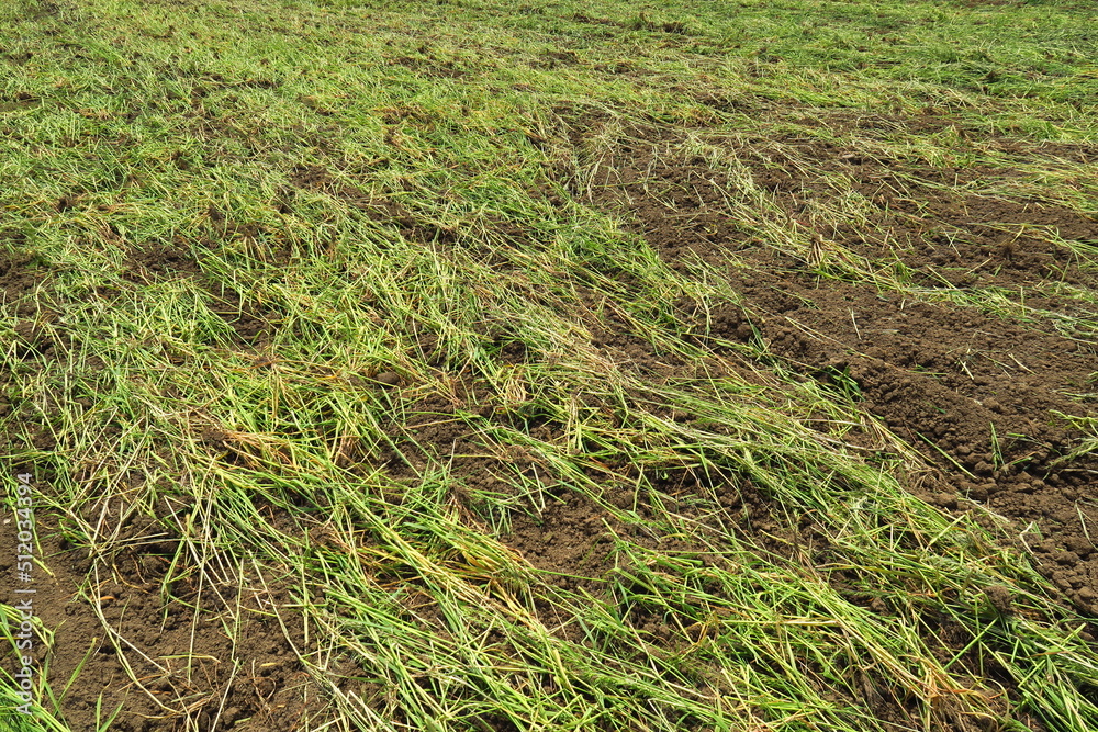 初夏の緑肥の鋤き込まれた畑