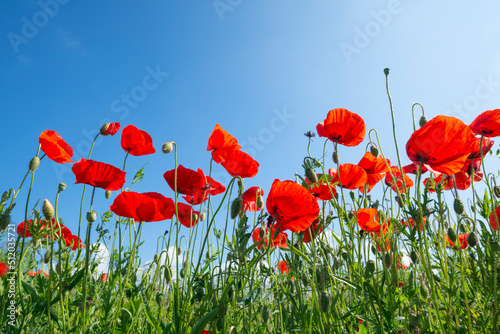 Vibrant red poppies blooming in springtime meadow photo
