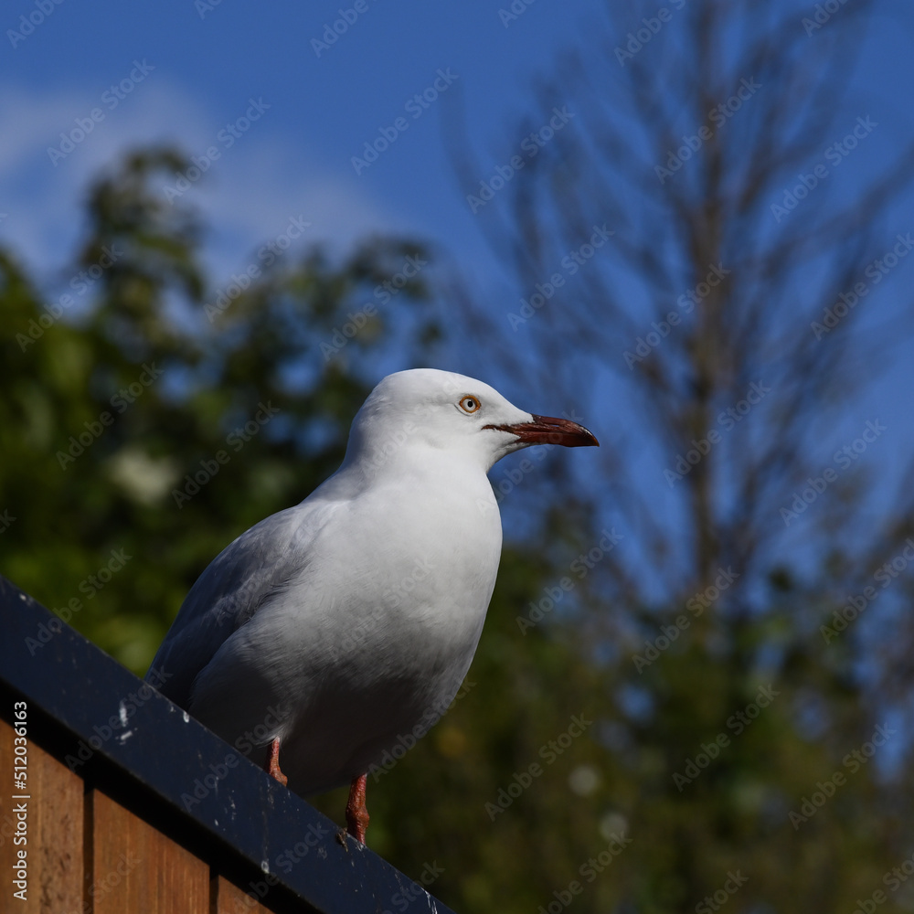Obraz premium Side view of a silver gull, or seagull, perched atop a manmade structure while looking into the distance, with trees and blue sky in the background