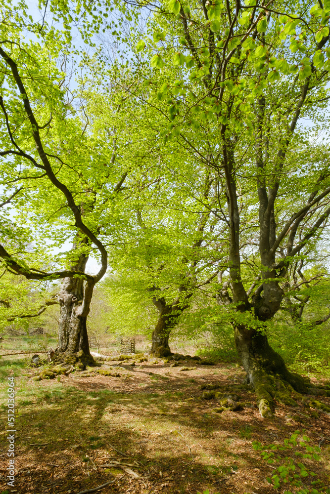 Germany, Hesse, Bad Wildungen, Hutewald Halloh beech trees in Kellerwald-Edersee Nature Park Germany, Hesse, Bad Wildungen, Hutewald Halloh beech trees in Kellerwald-Edersee Nature Park