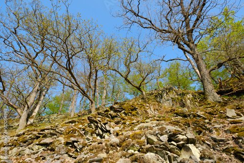 Germany, Hesse, Hill along Knorreichenstieg trail inKellerwald-Edersee National Park photo