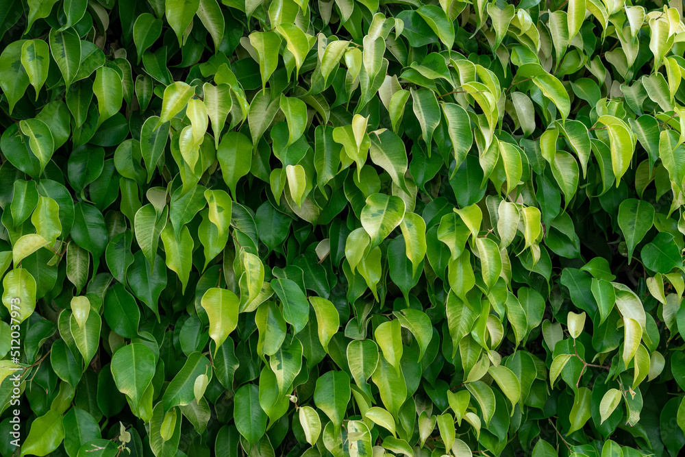 Nature background with fresh green leaves Nature background with fresh green leaves