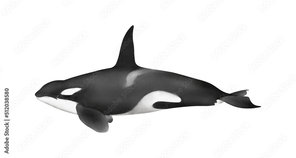 Hand-drawn watercolor killer whale illustration isolated on white background. Orca. Underwater ocean creature. Marine mammal. Toothed whales animals collection Hand-drawn watercolor killer whale illustration isolated on white background. Orca. Underwater ocean creature. Marine mammal. Toothed whales animals collection