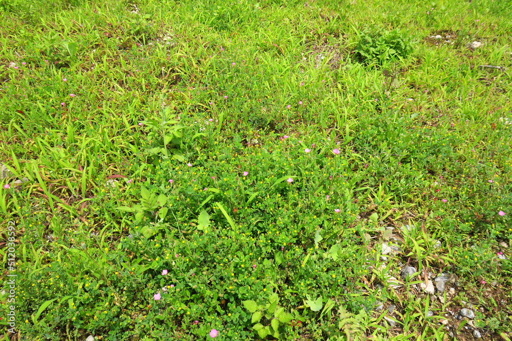 Obraz premium ウマゴヤシとアカバナユウゲショウ咲く初夏の野原風景