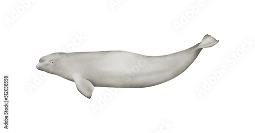 Canvastavla Hand-drawn watercolor beluga whale illustration isolated on white background