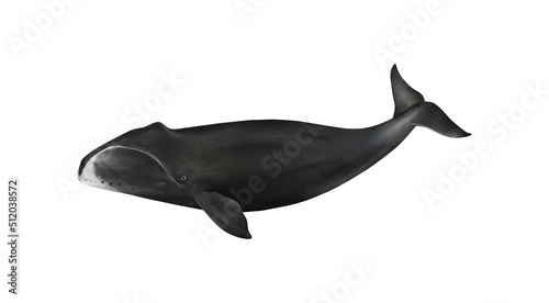 Hand-drawn watercolor bowhead whale illustration isolated on white background. Underwater ocean creature. Marine mammal. Baleen whales animals collection photo