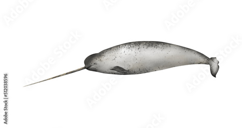 Hand-drawn watercolor narwhal illustration isolated on white background. Underwater ocean creature. Marine mammal. Toothed whales animals collection photo