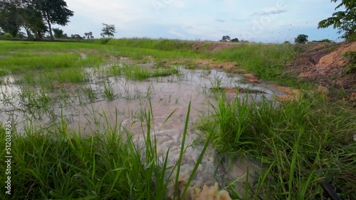 Irrigation of rice fields using pump wells with the technique of pumping water from the ground to flow into the rice fields On a day without rain