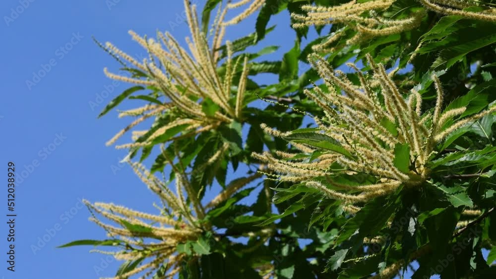Flowering twigs of Chestnut (Castanea Sativa) sway in the wind during the summer season against blue sky. Apennines mountains in Tuscany. Italy Flowering twigs of Chestnut (Castanea Sativa) sway in the wind during the summer season against blue sky. Apennines mountains in Tuscany. Italy