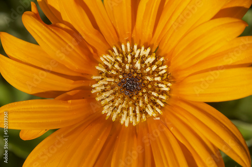 African daisy