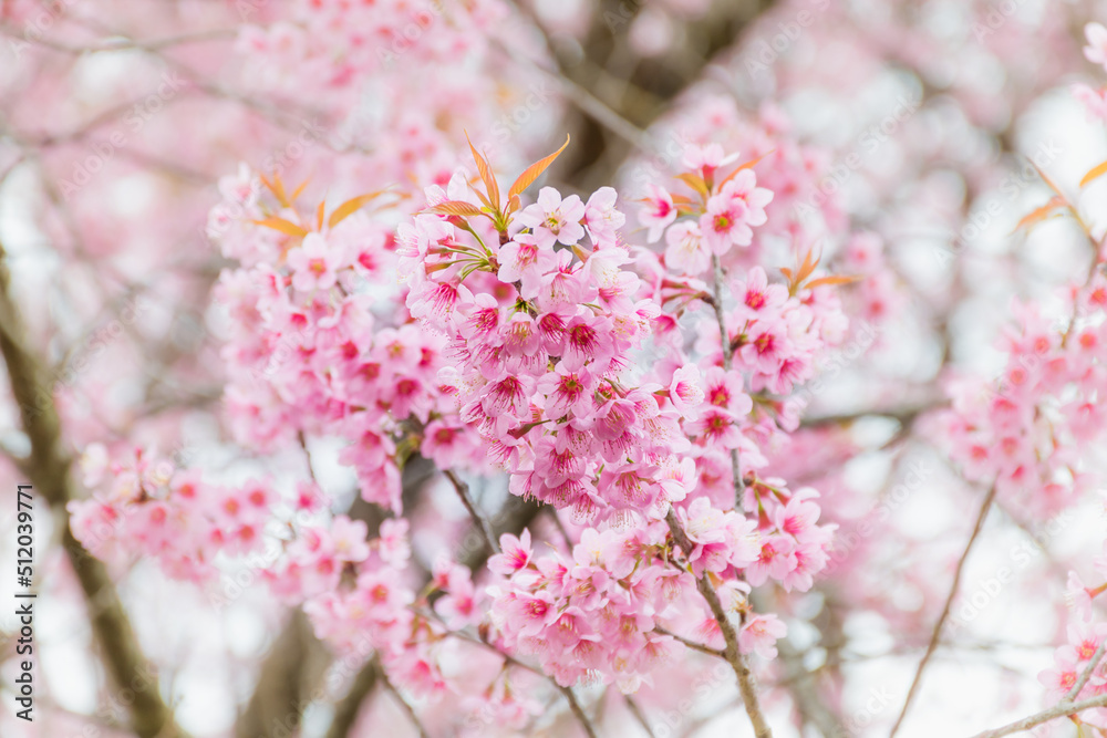 Blossom branch peach pink flowers or Phaya Suea Krong . cherry blossom ...
