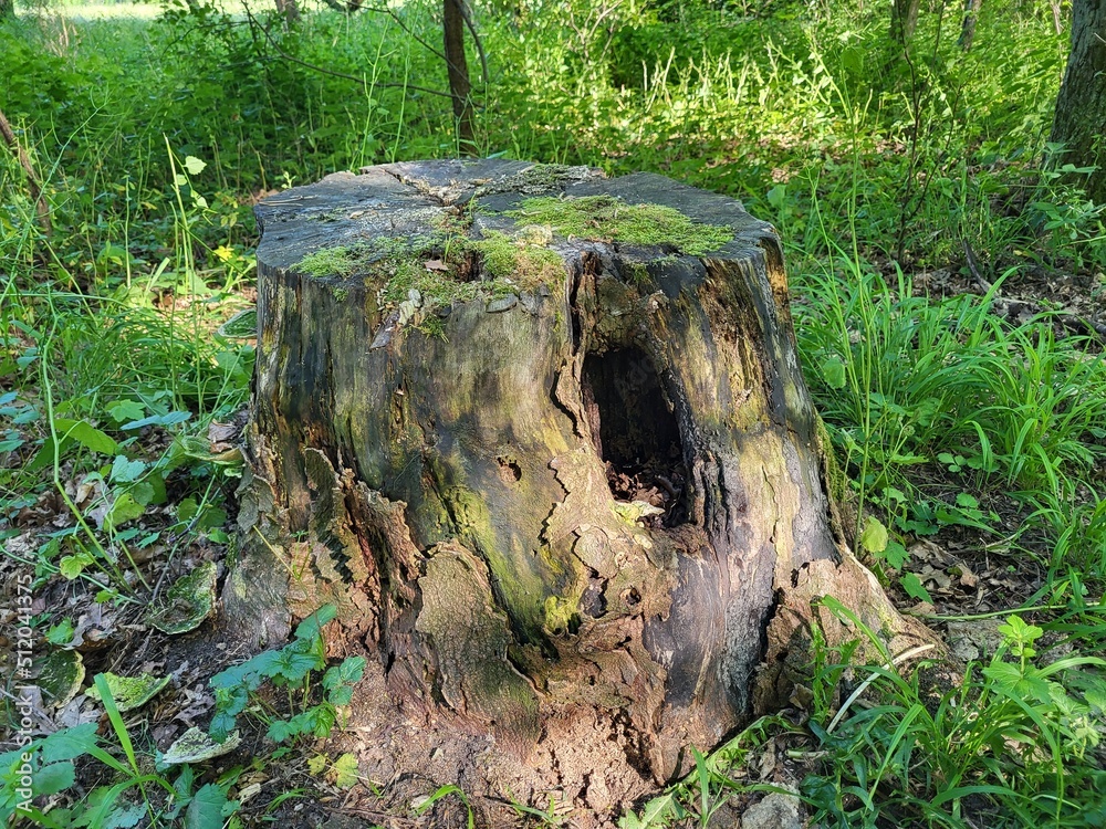 Fototapeta premium Nature in the forest - tree 