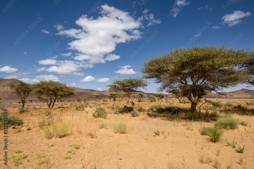 paisaje desertico, Taghrout, Marruecos, Africa