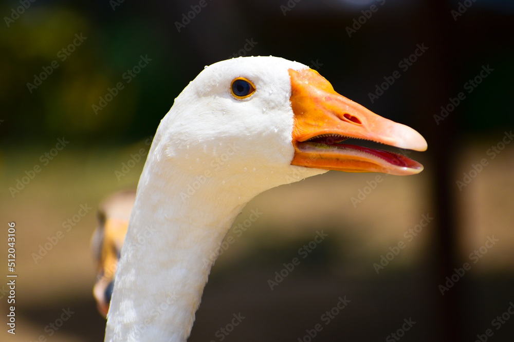 Fototapeta premium Beautiful Swan bird beak and blur background.