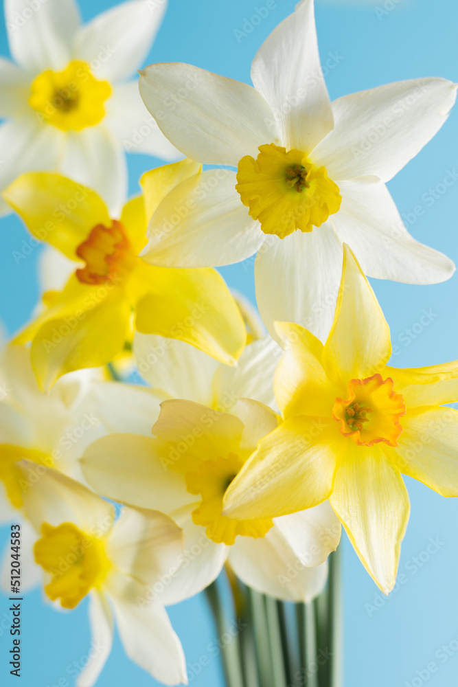 White and yellow daffodils on a blue background. Flower with orange center. Spring flowers. A simple daffodil bud. Narcissus bouquet. Floral concept.