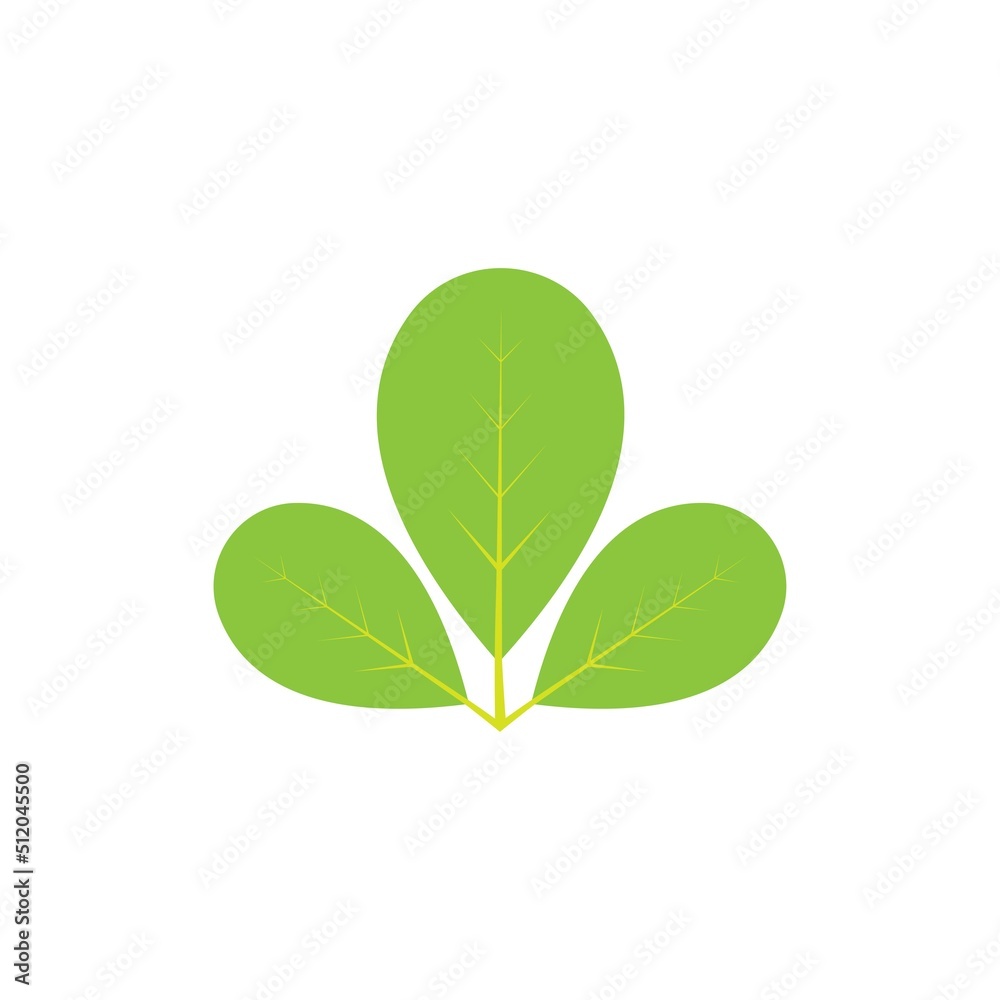 Moringa leaf logo illustration vector design Moringa leaf logo illustration vector design